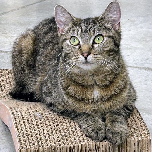 TINSEL - Domestic Short Hair / Tabby available for adoption