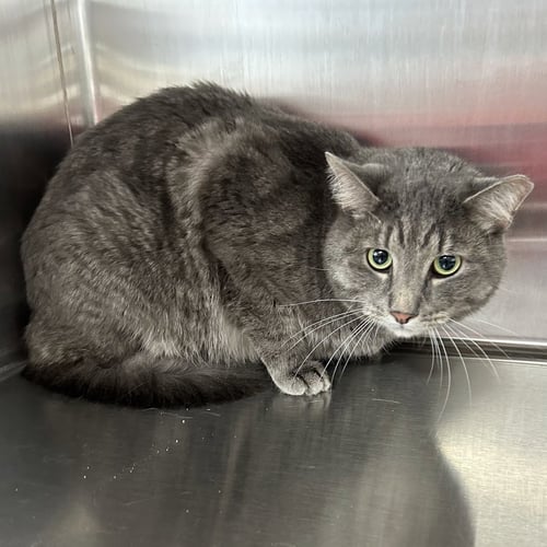 JAMIE - Tabby / Domestic Short Hair available for adoption
