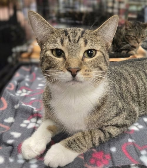NICO - Domestic Short Hair available for adoption