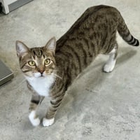 Nico - Photo 3