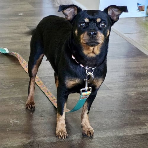 GRETA 2026 - Chihuahua / Dachshund for adoption in Cincinnati