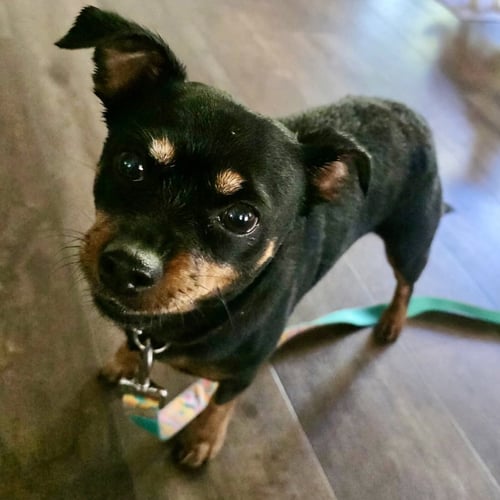 GRETA 2026 - Chihuahua / Dachshund available for adoption