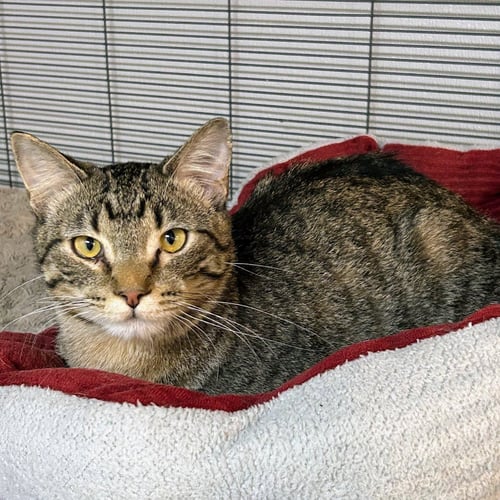 DOC - Domestic Short Hair / Tabby available for adoption