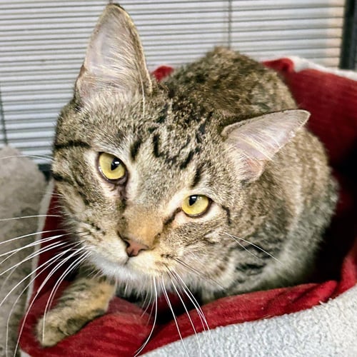 DOC - Domestic Short Hair / Tabby available for adoption