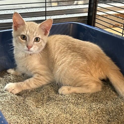BIG BIRD 2026 - Domestic Short Hair available for adoption