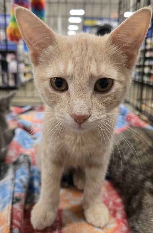 BIG BIRD 2026 - Domestic Short Hair available for adoption