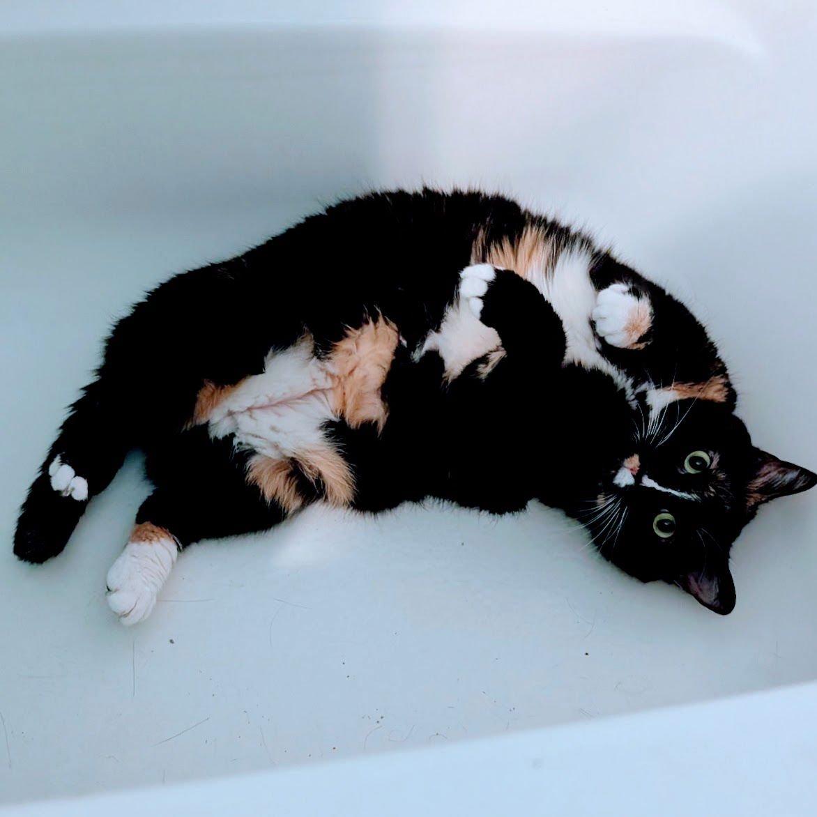 SASHIMI (CHLOE) - Domestic Short Hair / Calico available for adoption