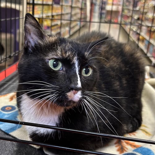 CHLOE - Domestic Short Hair / Calico available for adoption