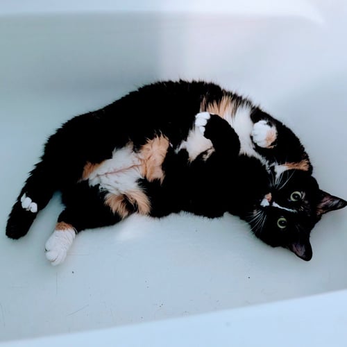 CHLOE - Domestic Short Hair / Calico available for adoption
