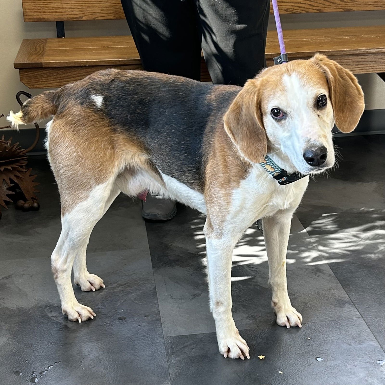 JEREMY - Beagle / American Foxhound available for adoption