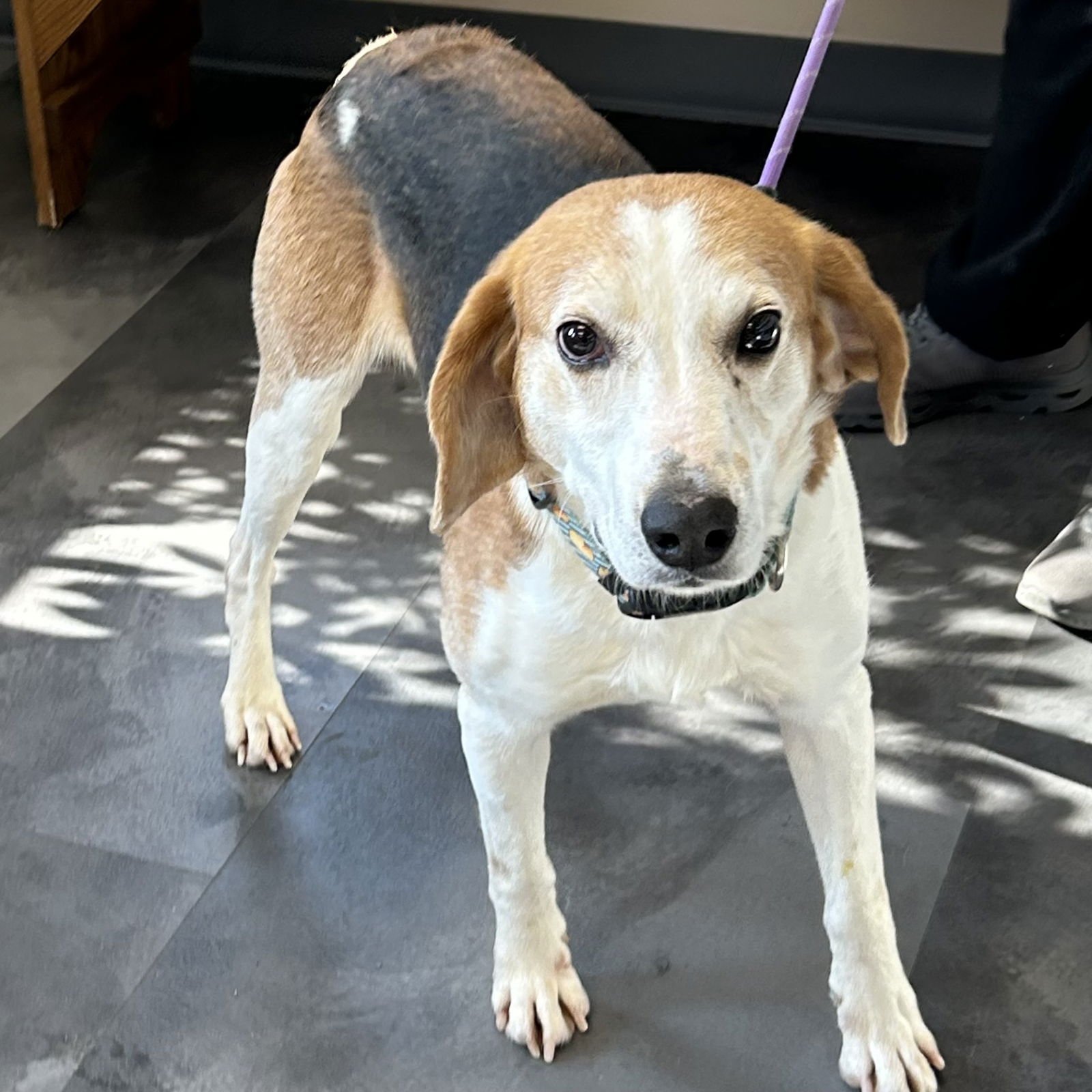 JEREMY - Beagle / American Foxhound available for adoption