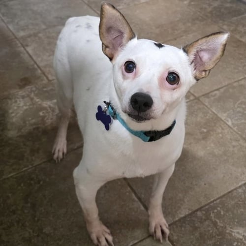 WILLIE 2026 - Terrier / Chihuahua available for adoption