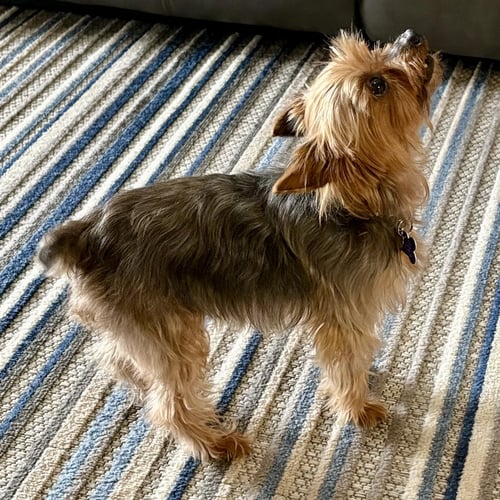 PINA - Yorkshire Terrier Yorkie for adoption in Cincinnati
