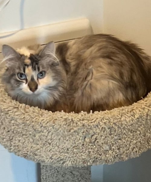CLOVER 26 - Domestic Long Hair / Ragdoll available for adoption