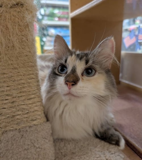 CLOVER 26 - Domestic Long Hair / Ragdoll available for adoption