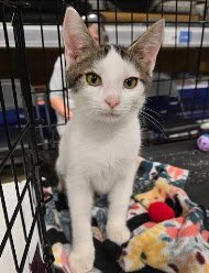 MOUTH - Domestic Short Hair / Tabby available for adoption