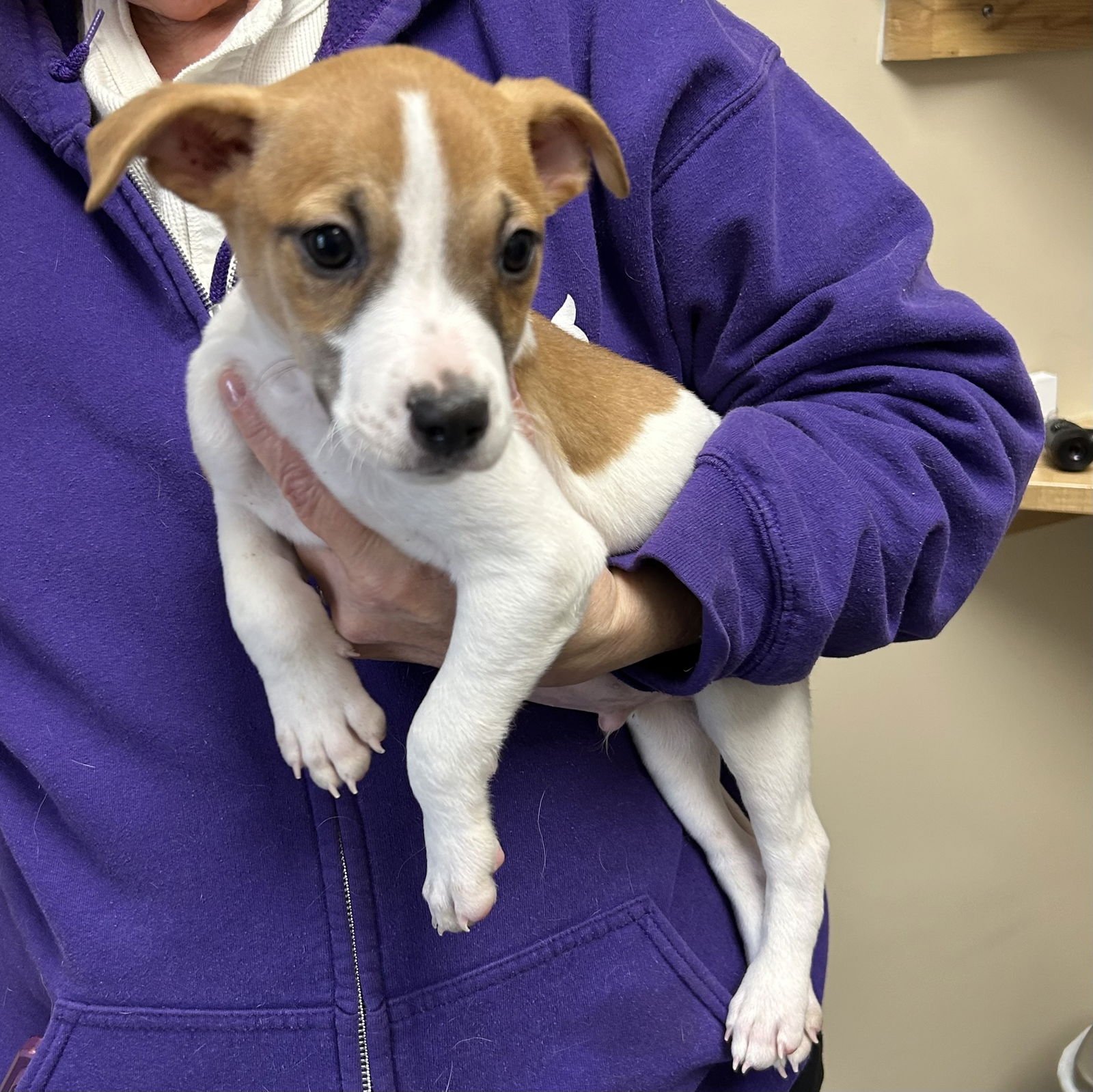 TATER 2026 - Feist / Jack Russell Terrier available for adoption