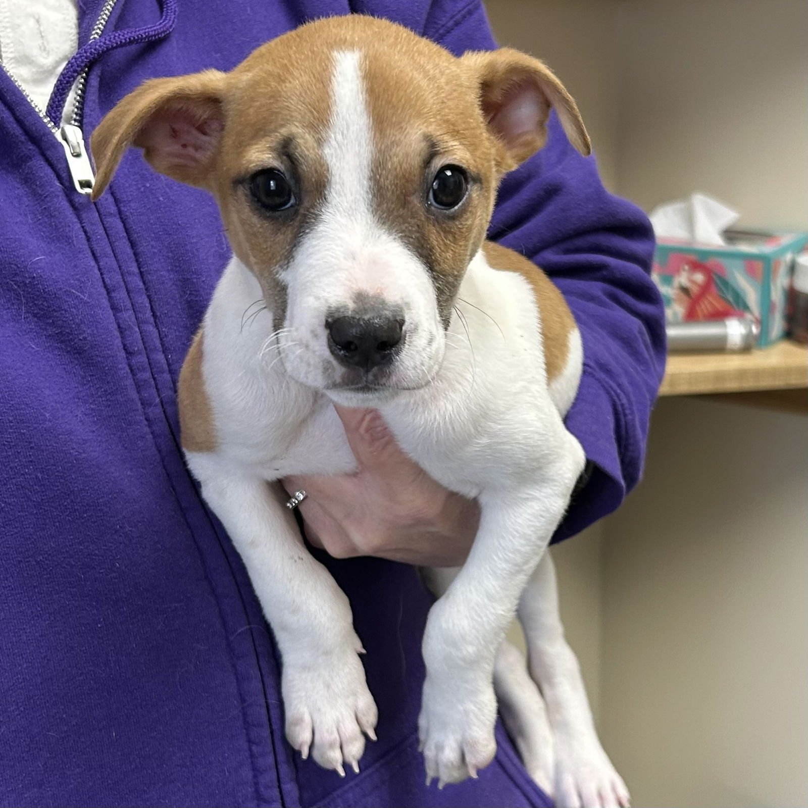 TATER 2026 - Feist / Jack Russell Terrier available for adoption