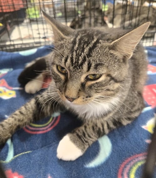 THOR - Tabby / Domestic Short Hair available for adoption