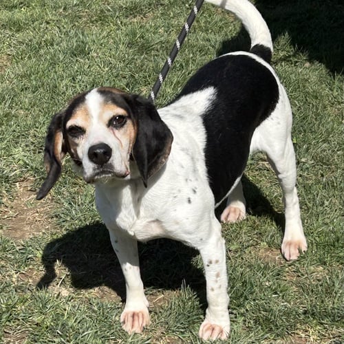 BOONE 2026 - Beagle available for adoption