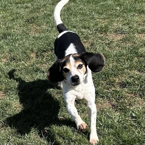 BOONE 2026 - Beagle available for adoption