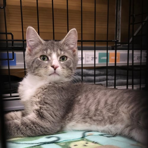 WILBUR - Domestic Short Hair available for adoption