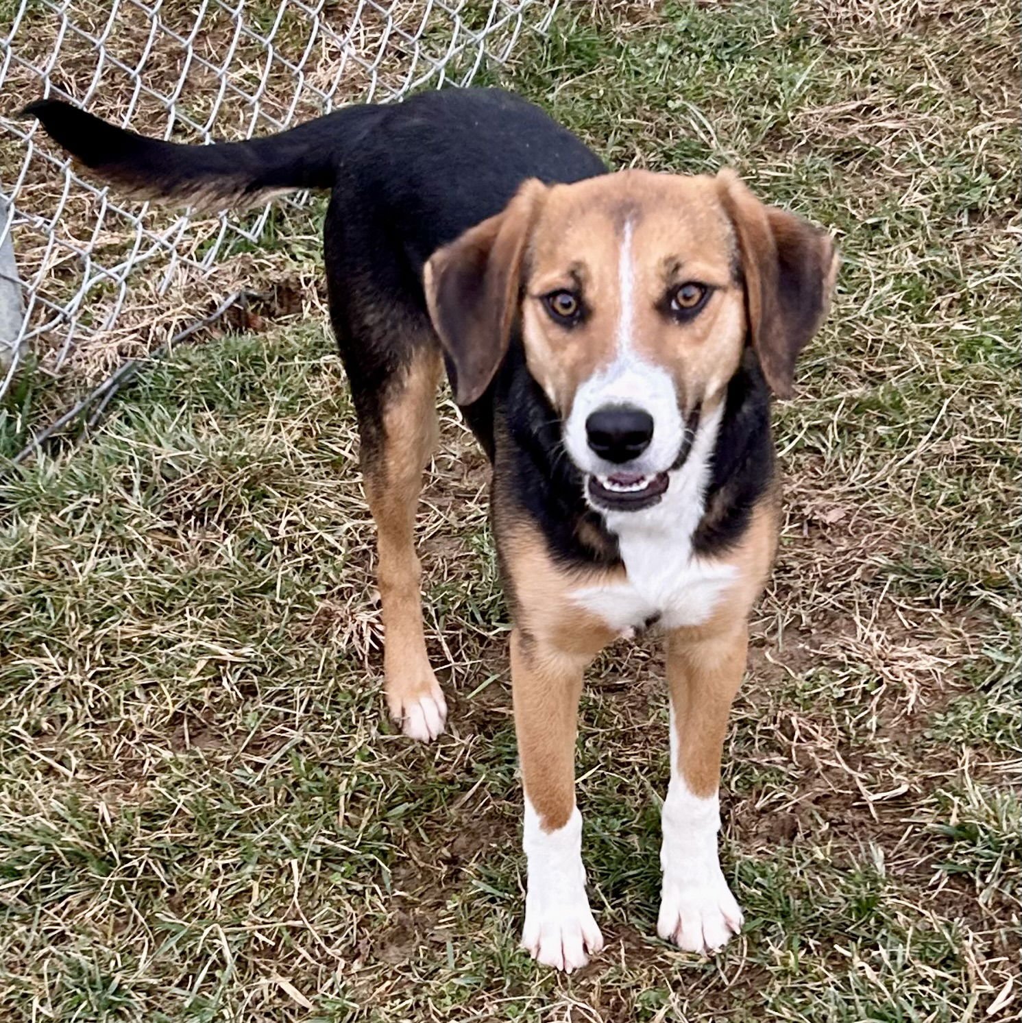 TRUFFLES 2025 - Beagle / Brittany available for adoption