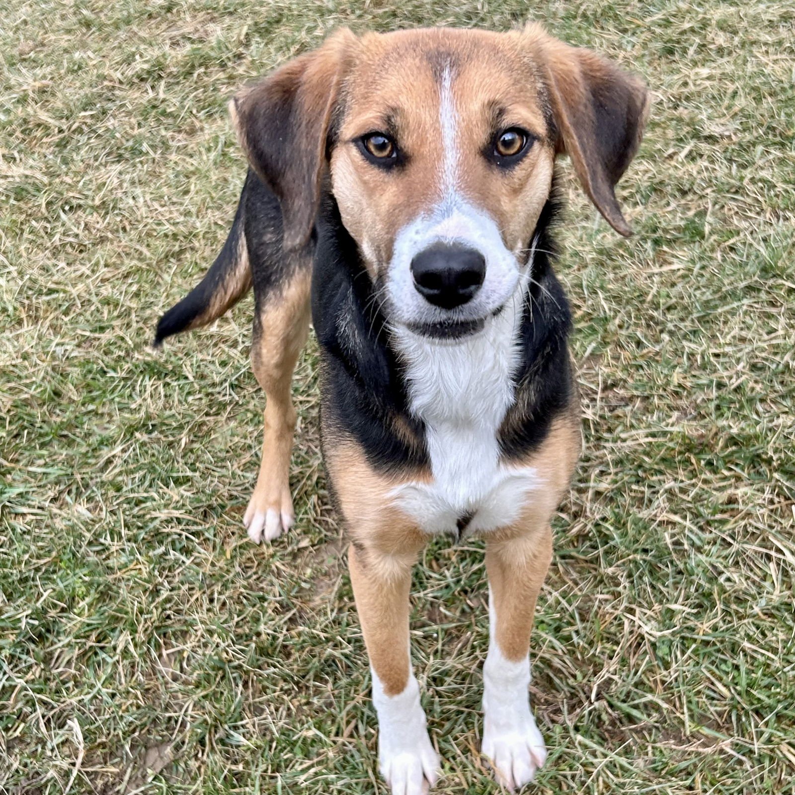 TRUFFLES 2025 - Beagle / Brittany available for adoption