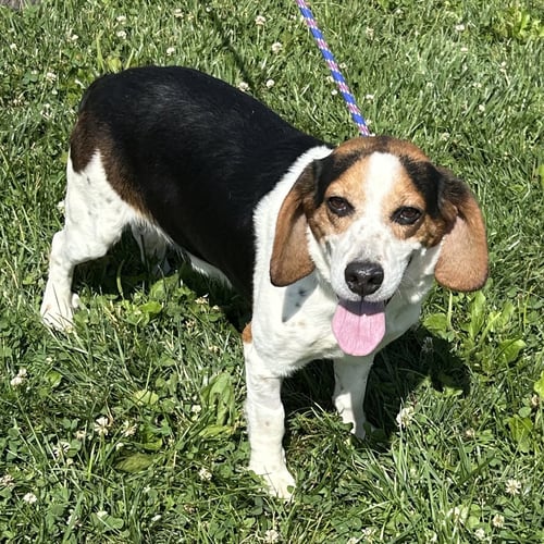 EEYORE 2026 - Beagle / Basset Hound for adoption in Cincinnati