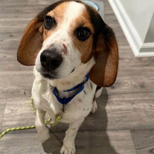 EEYORE 2026 - Beagle / Basset Hound available for adoption