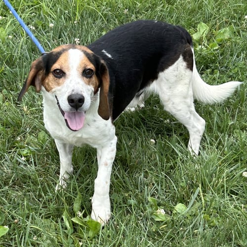 EEYORE 2026 - Beagle / Basset Hound for adoption in Cincinnati
