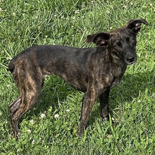 KIKI 2026 - Whippet / Boston Terrier for adoption in Cincinnati