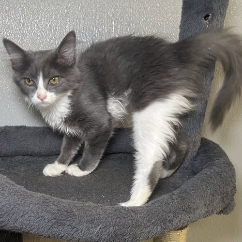 SHADOW 2026 - Domestic Medium Hair available for adoption