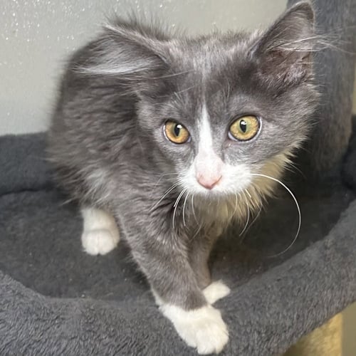 SHADOW 2026 - Domestic Medium Hair available for adoption