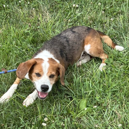 ACE 2026 - Beagle for adoption in Cincinnati