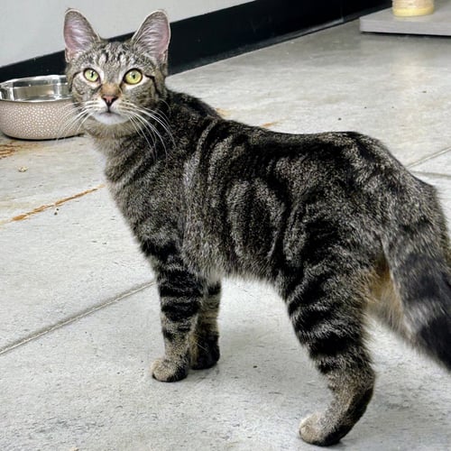 CHARLIE CHAPLIN - Domestic Short Hair / Tabby available for adoption