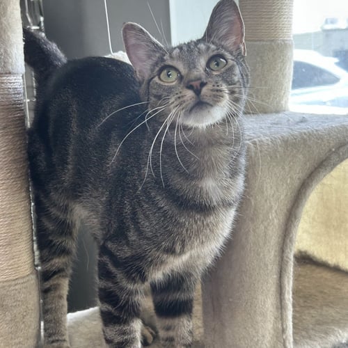 CHARLIE CHAPLIN - Domestic Short Hair / Tabby available for adoption