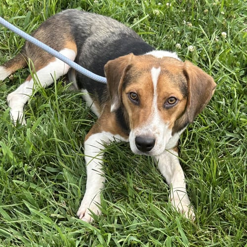 POPE - Beagle available for adoption