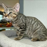 Peanut - Photo 1