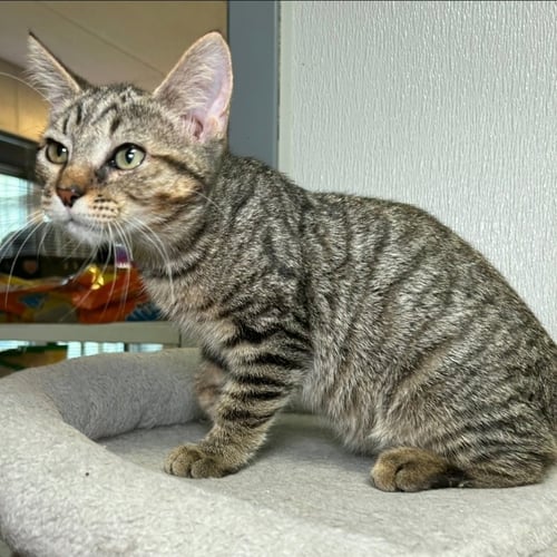 PEANUT - Domestic Short Hair available for adoption