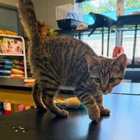 Peanut - Photo 2