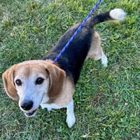 Buddy Beagle 2026 - Photo 3
