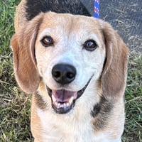 Buddy Beagle 2026 - Photo 2