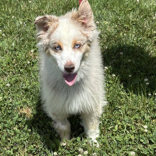 NIKE 2026 - Australian Shepherd available for adoption