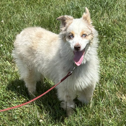 NIKE 2026 - Australian Shepherd for adoption in Cincinnati