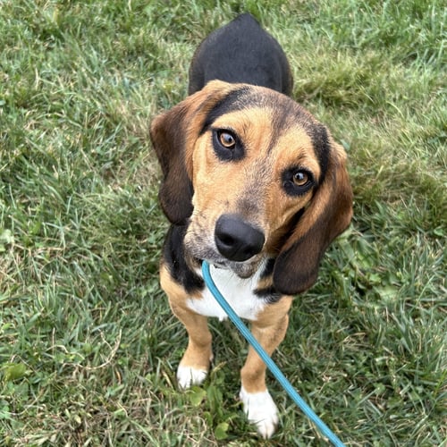 JAGGER 2026 - Beagle / Basset Hound for adoption in Cincinnati