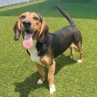 Jagger 2026 - Photo 1