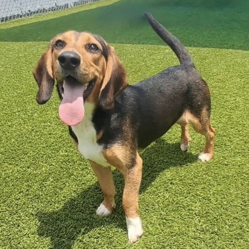 JAGGER 2026 - Beagle / Basset Hound available for adoption