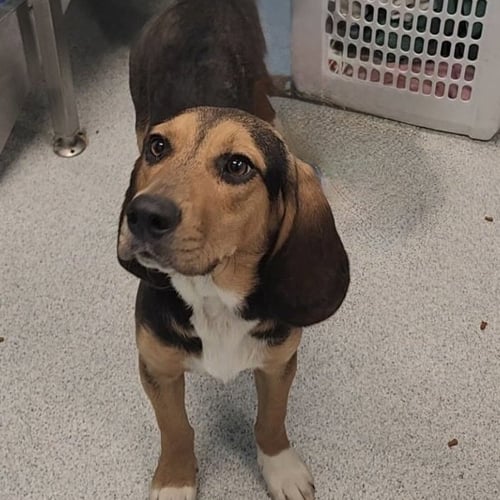 JAGGER 2026 - Beagle / Basset Hound available for adoption
