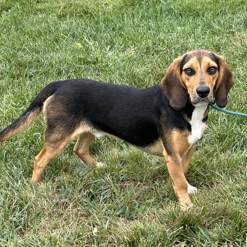 JAGGER 2026 - Beagle / Basset Hound available for adoption